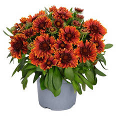 Stauden Sommer-Hits, Gaillardia