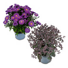 Kissen-Aster/Sedum*