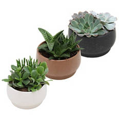 Plantes succulentes dans un pot arrondi