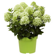 Hortensie Weiß Grün