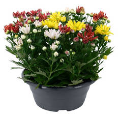 Chrysanthemen-Schale, Bunt