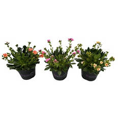 Lewisia