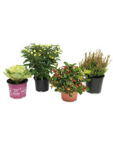 Outdoor Plants for Christmas