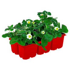 Erdbeerpflanzen 6er-Tray, Elsanta