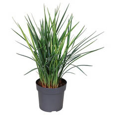 Dianella Cool Vista/ Lomandra