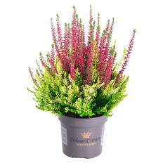 Colour Crown® & Calberries, Colour Crown
