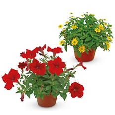 Slovenske balkonske rože