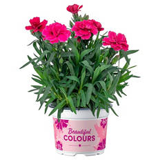 Beetpflanze, Garten-Nelke