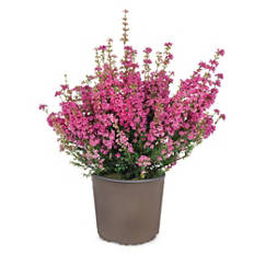 Jesenska vresa Erica gracilis