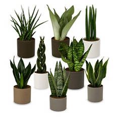 Aloe/Bogenhanf/Bromelie
