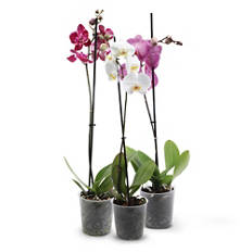 Orchidea