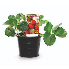 Slovenska sadika jagode