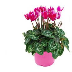 Pink Perfect Cyclamen