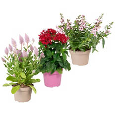 Miscela di piante da fiore estive
