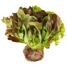 Bunter Salat mit Wurzelballen, Stück