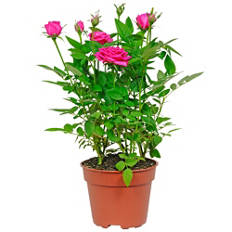 Topfrose