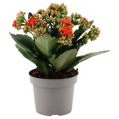 Kalanchoe
