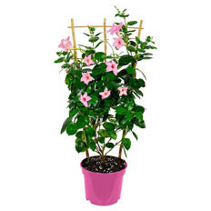 Dipladenie Spalier Rosa