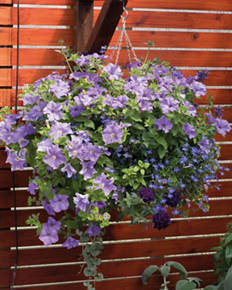 Premium Hanging Basket