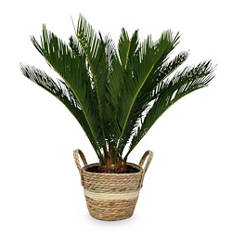 Exklusive-Grünpflanze, Korb T22 Cycas