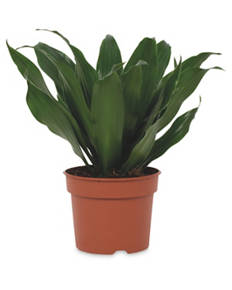 9cm Easy Care Plants