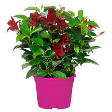 Dipladenie Busch T10,5 Rot