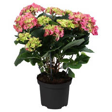 Hortensien Busch, rosa