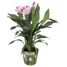 Curcuma Siam Salsa