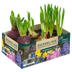 Blumenzwiebel Mix 6er-Pack, Mix