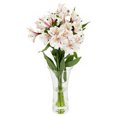 Alstroemeria