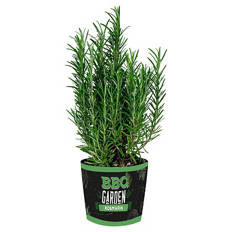 Grill- und Cocktailkräuter, Rosmarin