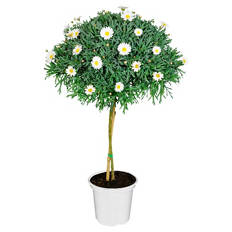 Margeritenstämmchen, weiß