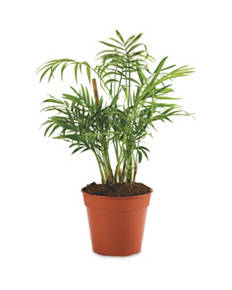 9cm Easy Care Plants