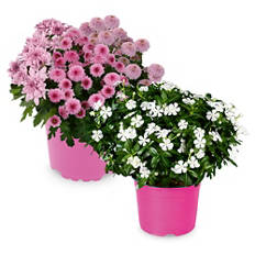 Blühpflanzen "All Pink"