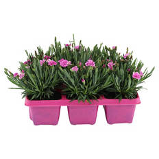 Dianthus "Pink Kisses", 6er-Tray