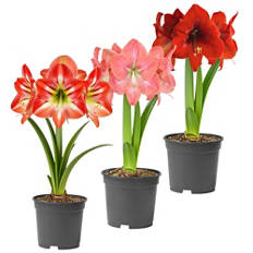 Amaryllis