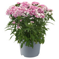 Stauden Dianthus Barbatus