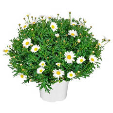 Margeritenbusch weiß