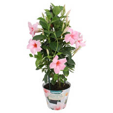 Dipladenia Pyramide, Rosa