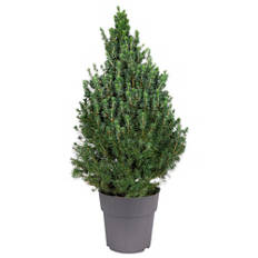 Petit sapin de Noël, non décoré