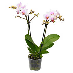 Orchideen