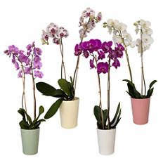 Orchidea per la Festa della mamma