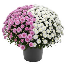Chrysanthemen Busch Duo