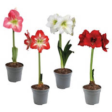 Amarilis
