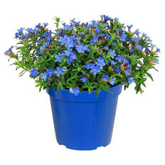 Italienischer Blühmix, Steinsame