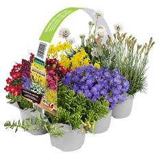 Stauden Mix 6er-Tray