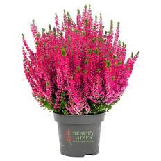 Calluna Beauty Ladies®