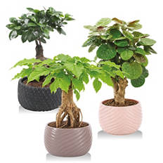 Bonsai