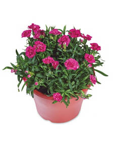 XL Spring Planted Basket