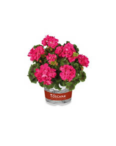 Summer Potted Flowers